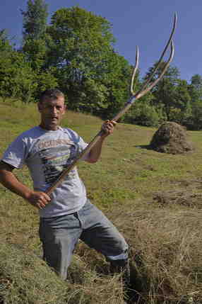 Haymaking