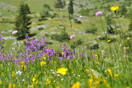 Mountain meadow