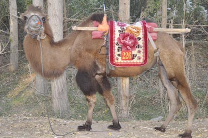 Bactrian camel