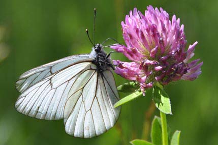 Caucasus butterfly