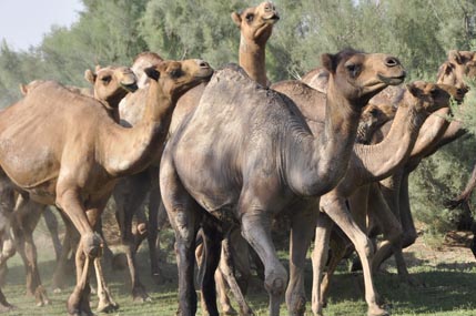 Camels