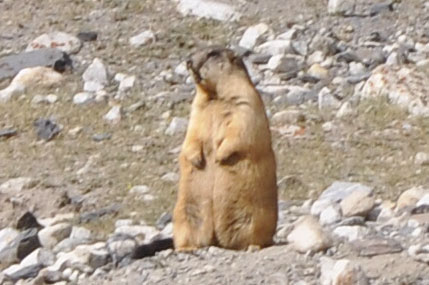 Marmot