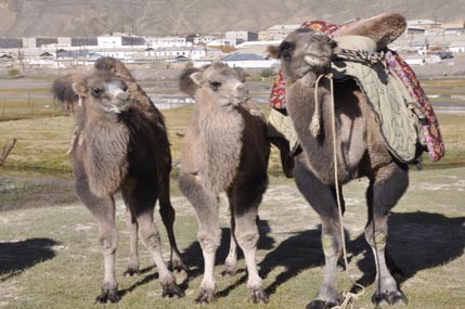 Bactrian camels