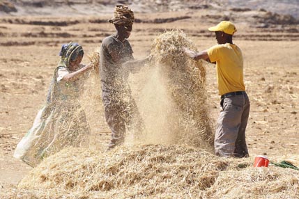 Harvest time