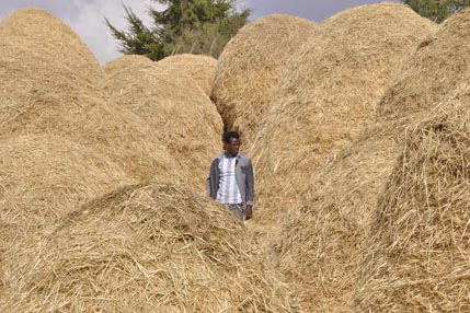 More haystacks