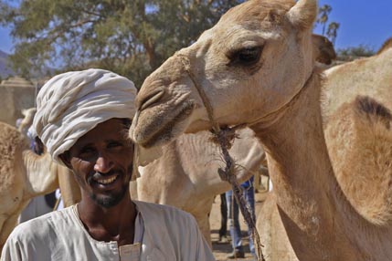 Camel market