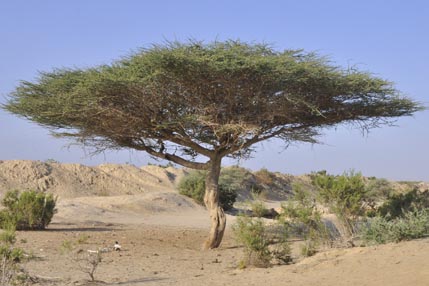 Acacia tree