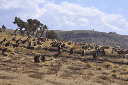 Gelada monkeys