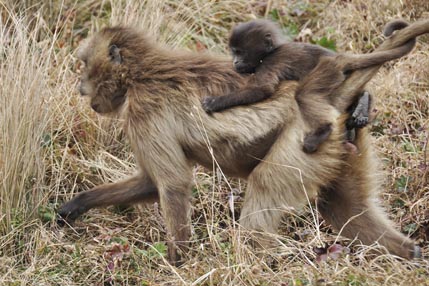 Gelada monkeys