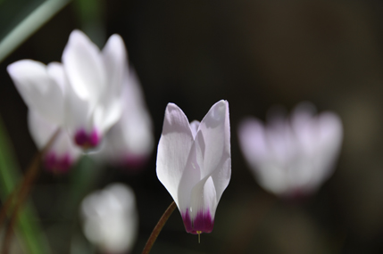 Cyclamen